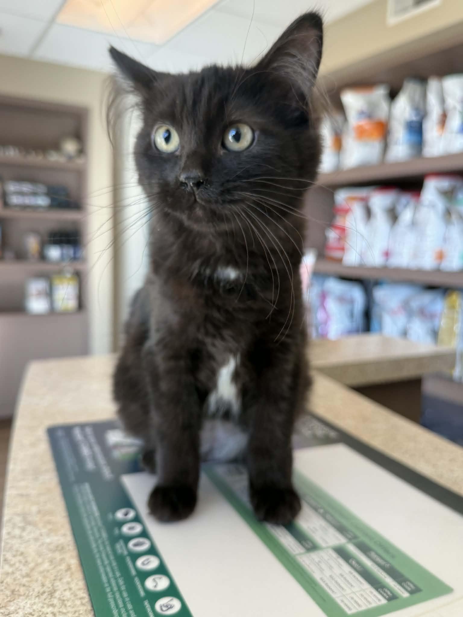 Enlarge Tilly, a Adopted Domestic Short Hair in Story City, IA image 2/3