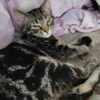 Enlarge Sasuke (swirled tabby), a Adoptable Domestic Short Hair in Menasha, WI image 2/3