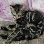 Enlarge Sasuke (swirled tabby), a Adoptable Domestic Short Hair in Menasha, WI image 3/3