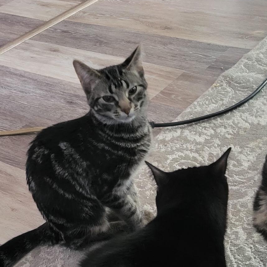 Sasuke (swirled tabby), Adoptable, Kitten Female Domestic Short Hair.