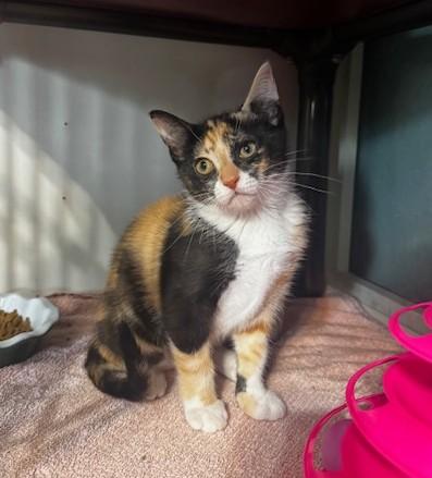 Cher and Dionne, a ADOPTABLE Domestic Short Hair in Hutchinson, MN image 3/6