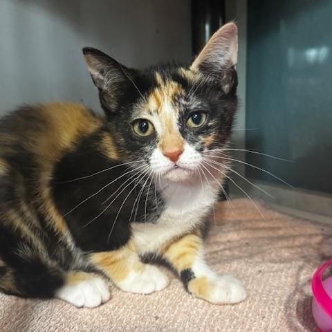 Cher and Dionne, a ADOPTABLE Domestic Short Hair in Hutchinson, MN image 6/6