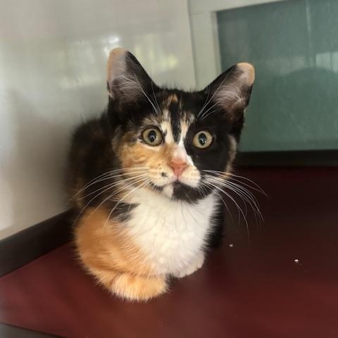 Cher and Dionne, a ADOPTABLE Domestic Short Hair in Hutchinson, MN image 1/6
