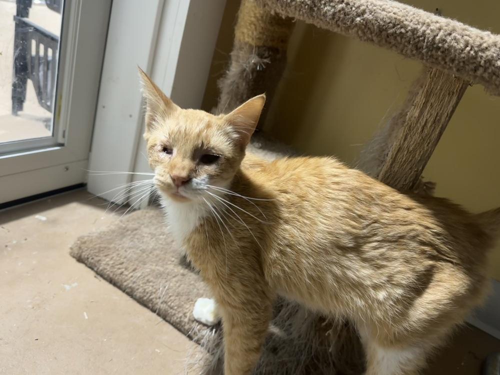 Treva, Adoptable, Adult Female Domestic Short Hair.