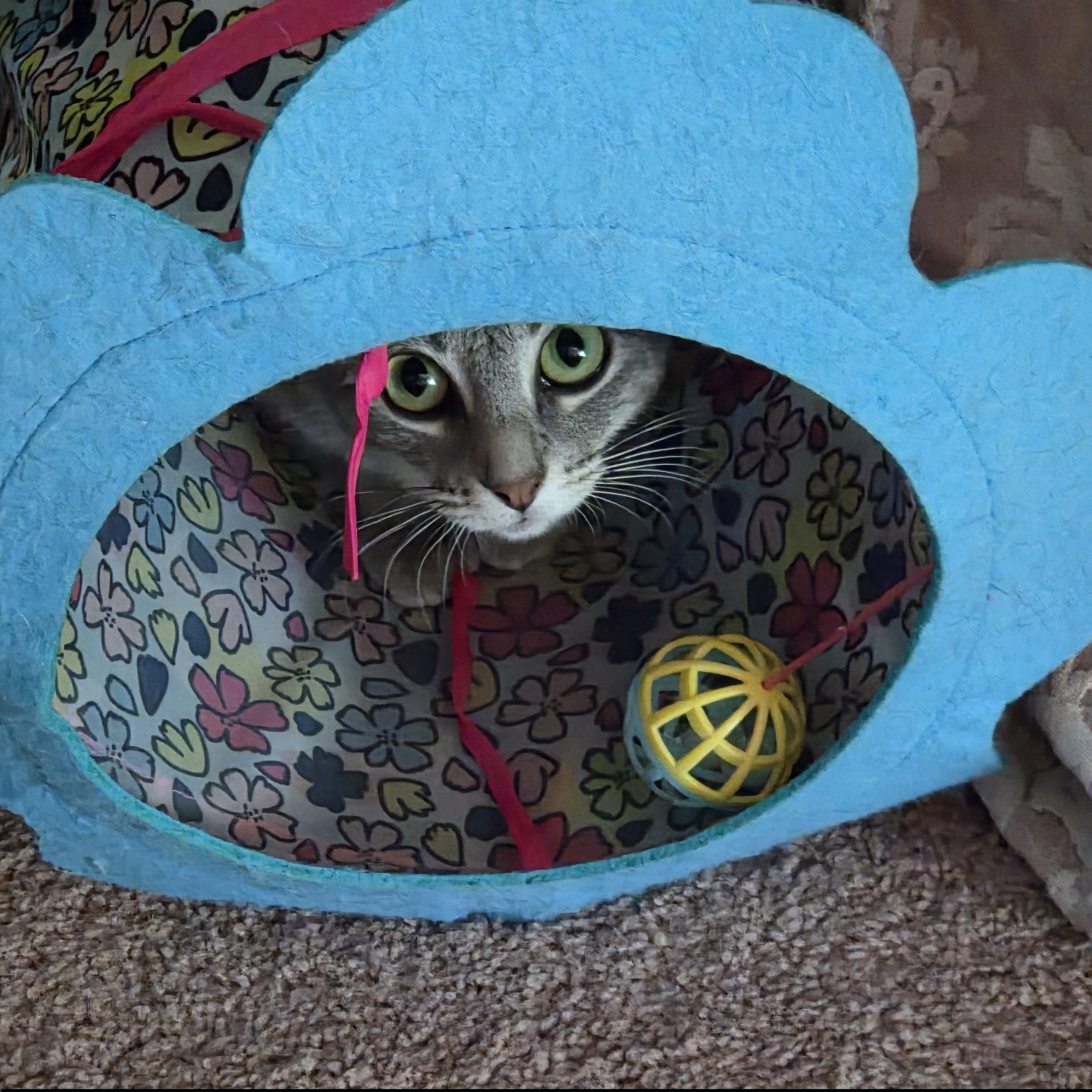 Enlarge Lucy, a Adoptable Domestic Short Hair in Syracuse, NY image 3/5