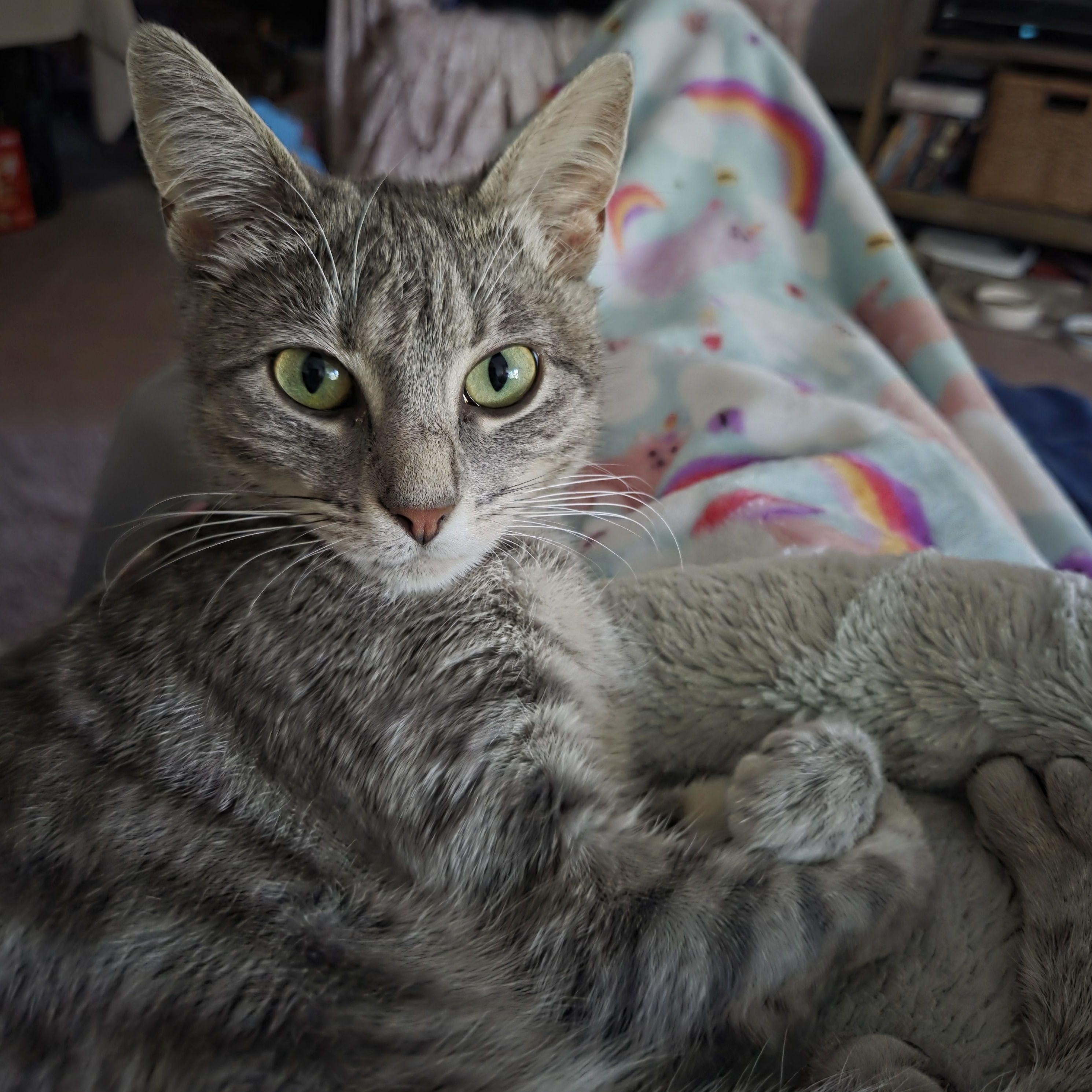 Lucy, Adoptable, Young Female Domestic Short Hair.