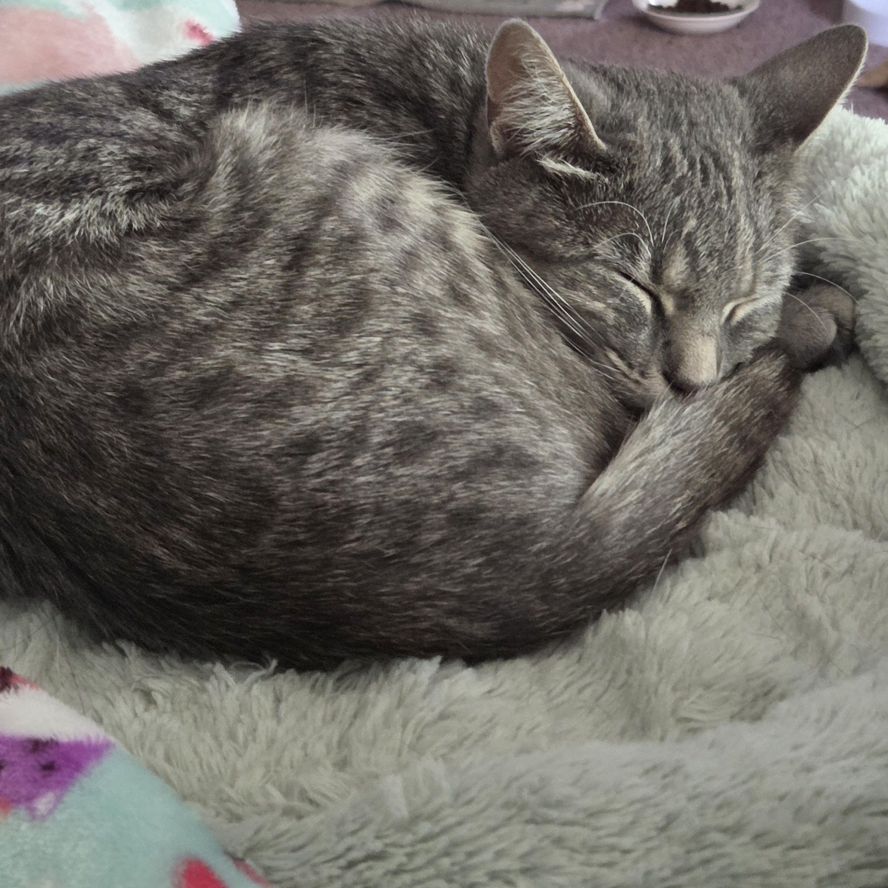 Enlarge Lucy, a Adoptable Domestic Short Hair in Syracuse, NY image 2/5