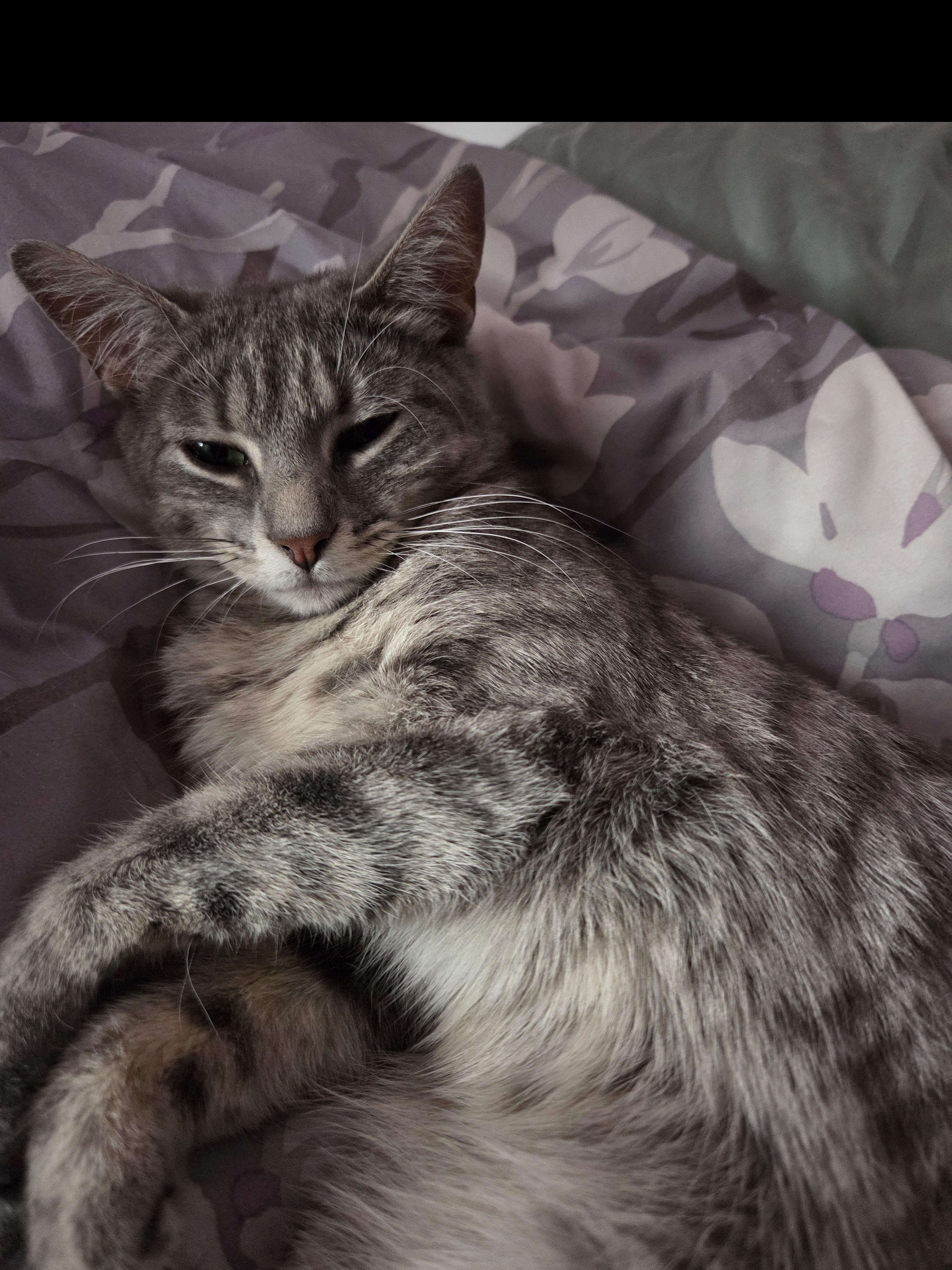 Enlarge Lucy, a Adoptable Domestic Short Hair in Syracuse, NY image 5/5
