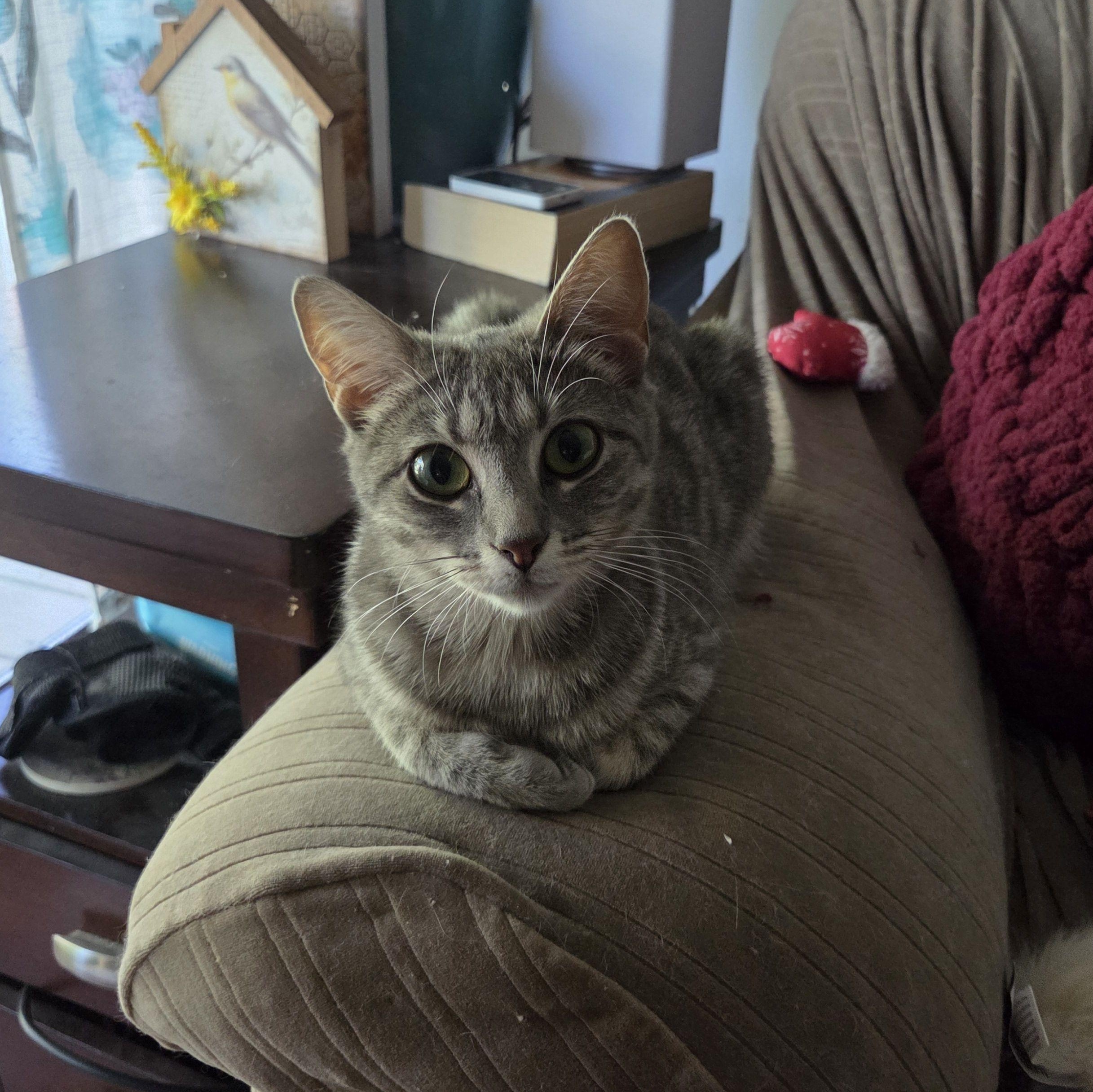 Enlarge Lucy, a Adoptable Domestic Short Hair in Syracuse, NY image 4/5