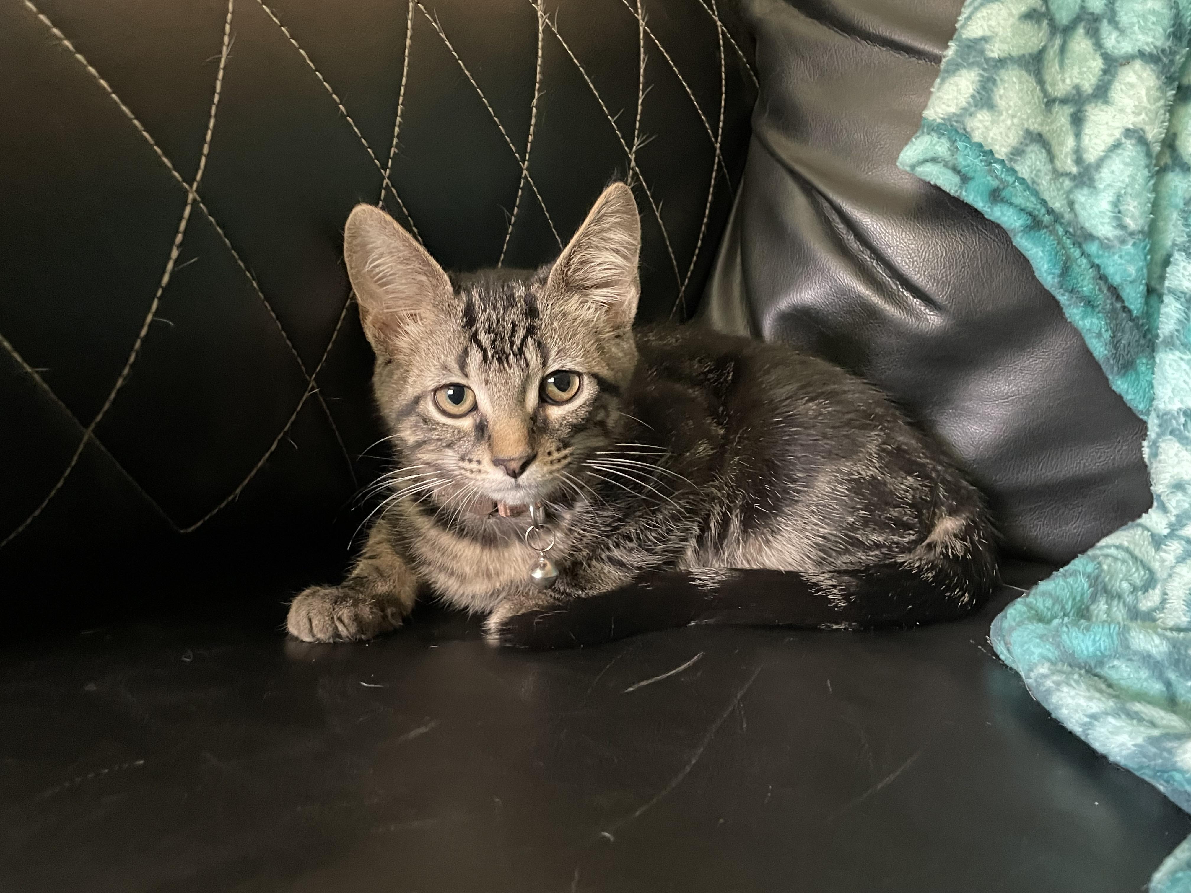 Metzen & Mayo, an adopted Tabby in Battle Ground, IN image 1/2