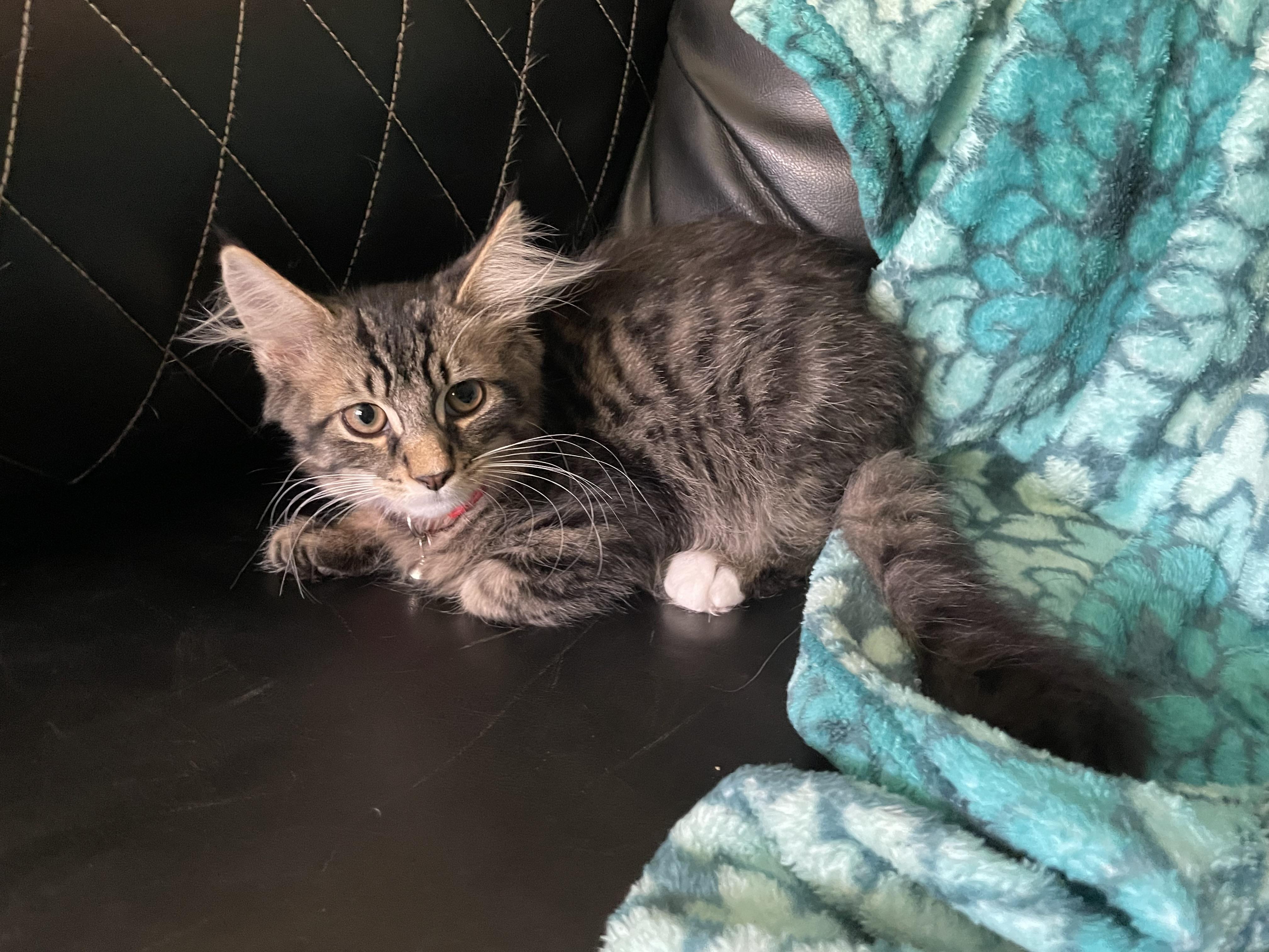 Metzen & Mayo, an adopted Tabby in Battle Ground, IN image 2/2