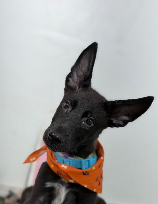 Enlarge Gus-One of our Amazing Rescue Dogs, a Adoptable mixed breed in Santa Ana, CA image 1/1