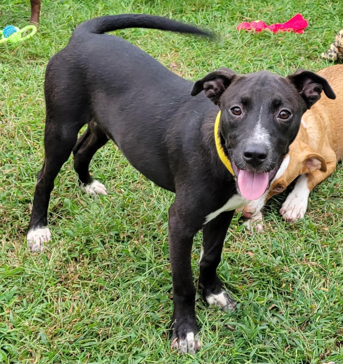 Enlarge Cal, a Adoptable mixed breed in Hammonton, NJ image 5/5