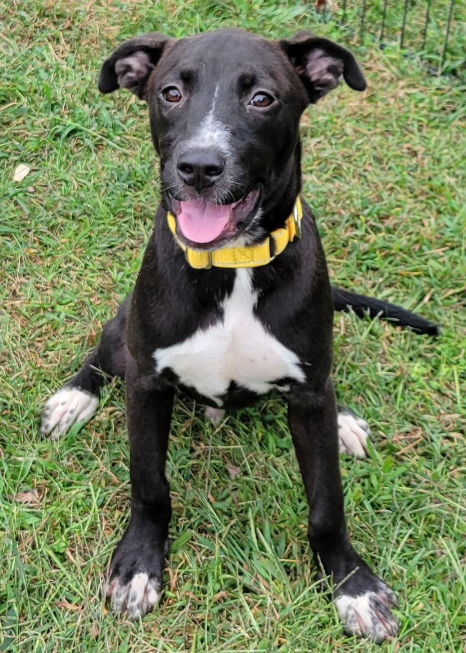 Enlarge Cal, a Adoptable mixed breed in Hammonton, NJ image 4/5