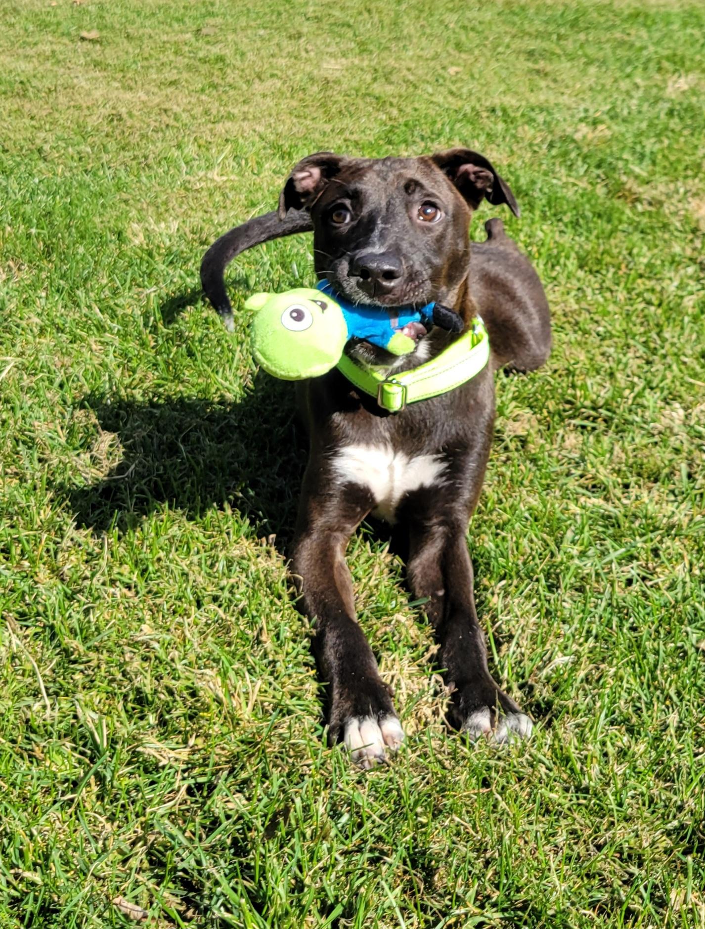 Enlarge Cal, a Adoptable mixed breed in Hammonton, NJ image 1/5