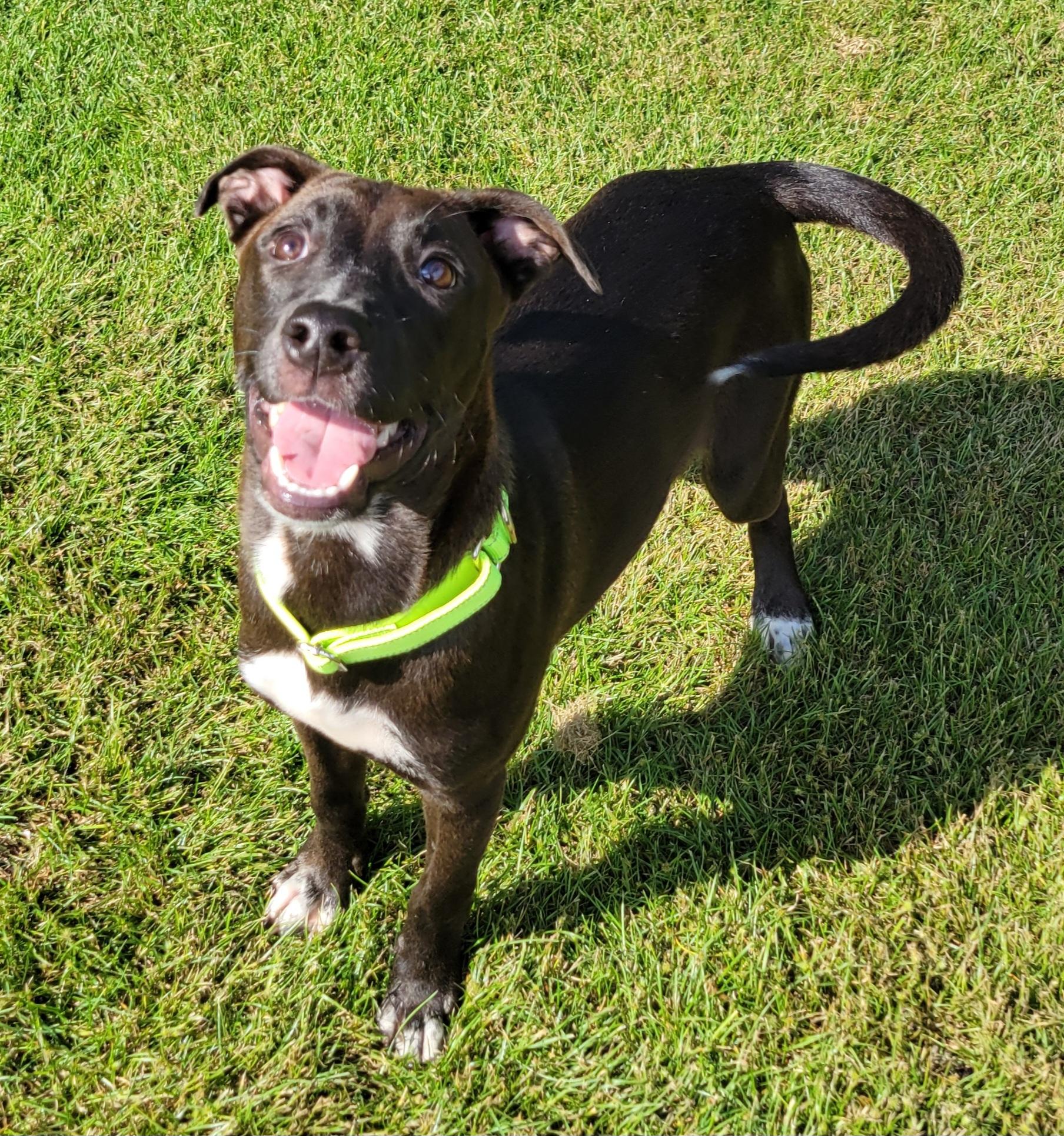 Enlarge Cal, a Adoptable mixed breed in Hammonton, NJ image 2/5