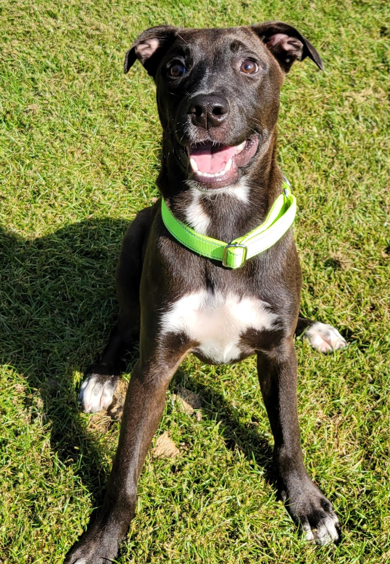 Enlarge Cal, a Adoptable mixed breed in Hammonton, NJ image 3/5