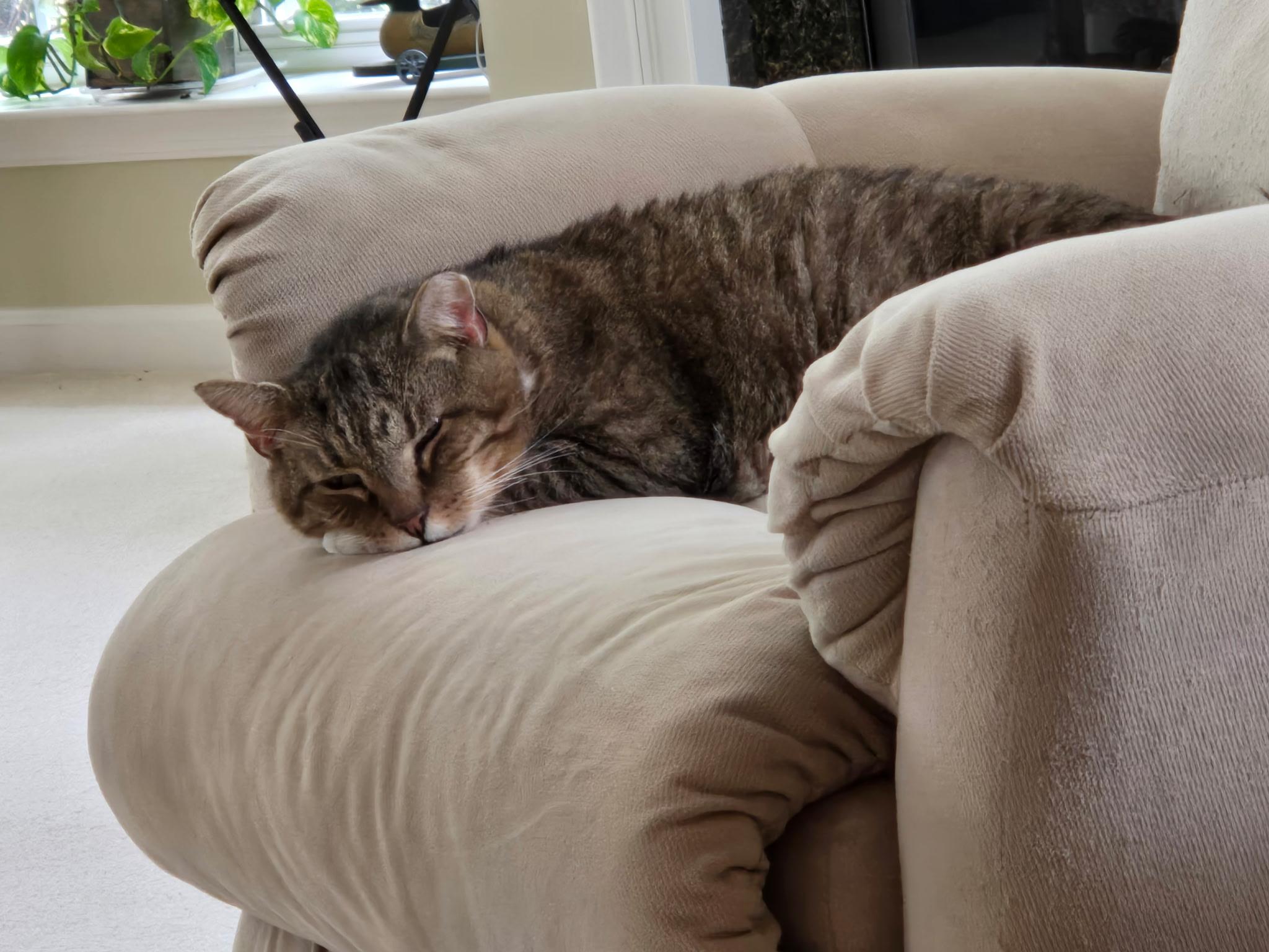 Critter, an adopted Domestic Short Hair in Queenstown, MD image 6/6