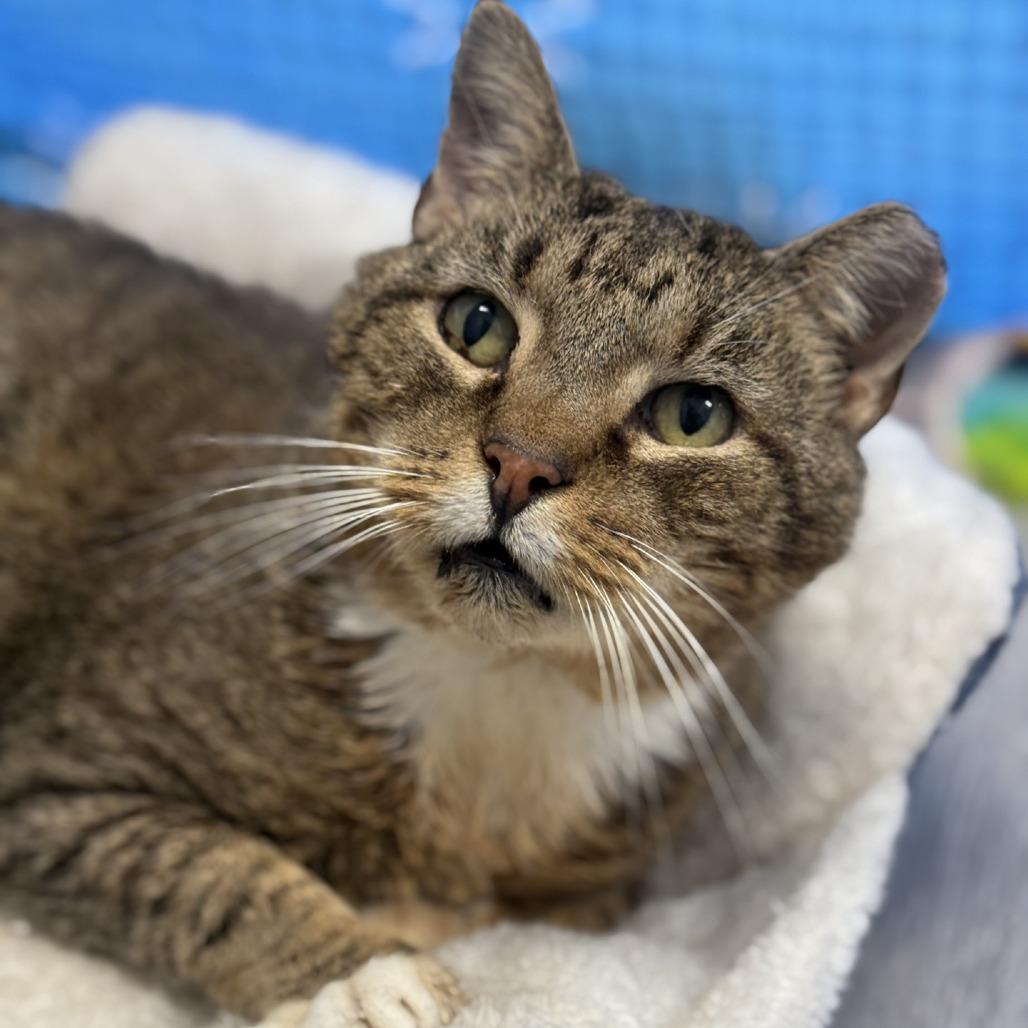 Critter, an adopted Domestic Short Hair in Queenstown, MD image 2/6