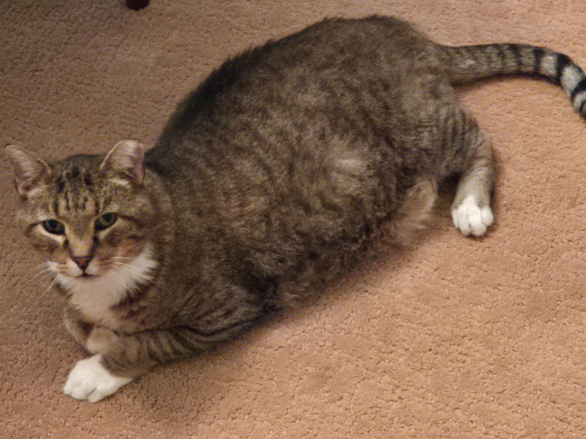 Critter, an adopted Domestic Short Hair in Queenstown, MD image 5/6