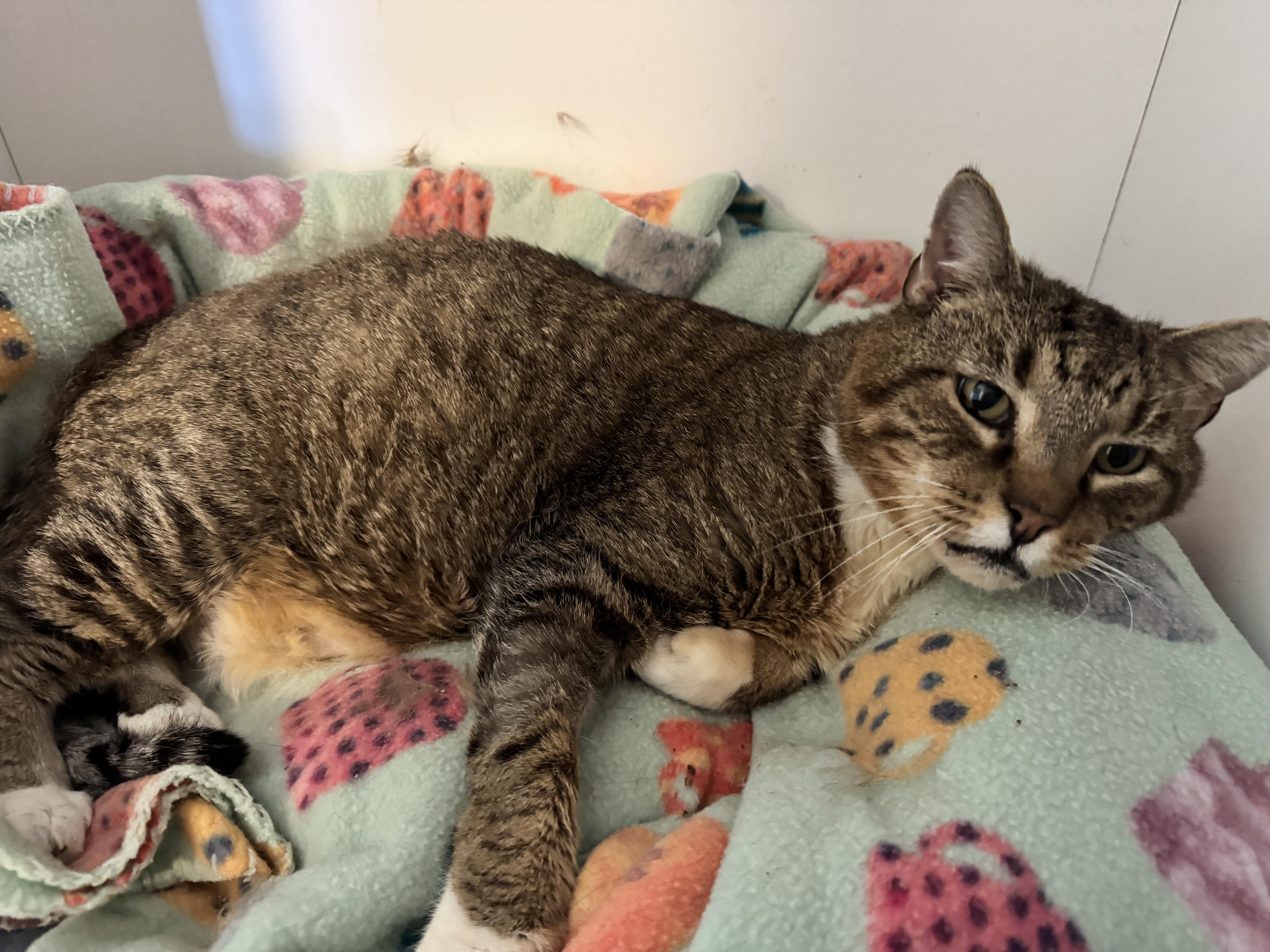 Critter, an adopted Domestic Short Hair in Queenstown, MD image 4/6