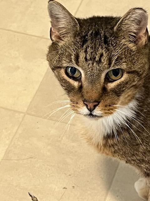 Critter, an adopted Domestic Short Hair in Queenstown, MD image 3/6