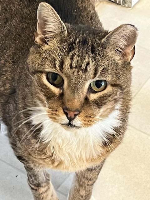 Critter, an adopted Domestic Short Hair in Queenstown, MD image 1/6