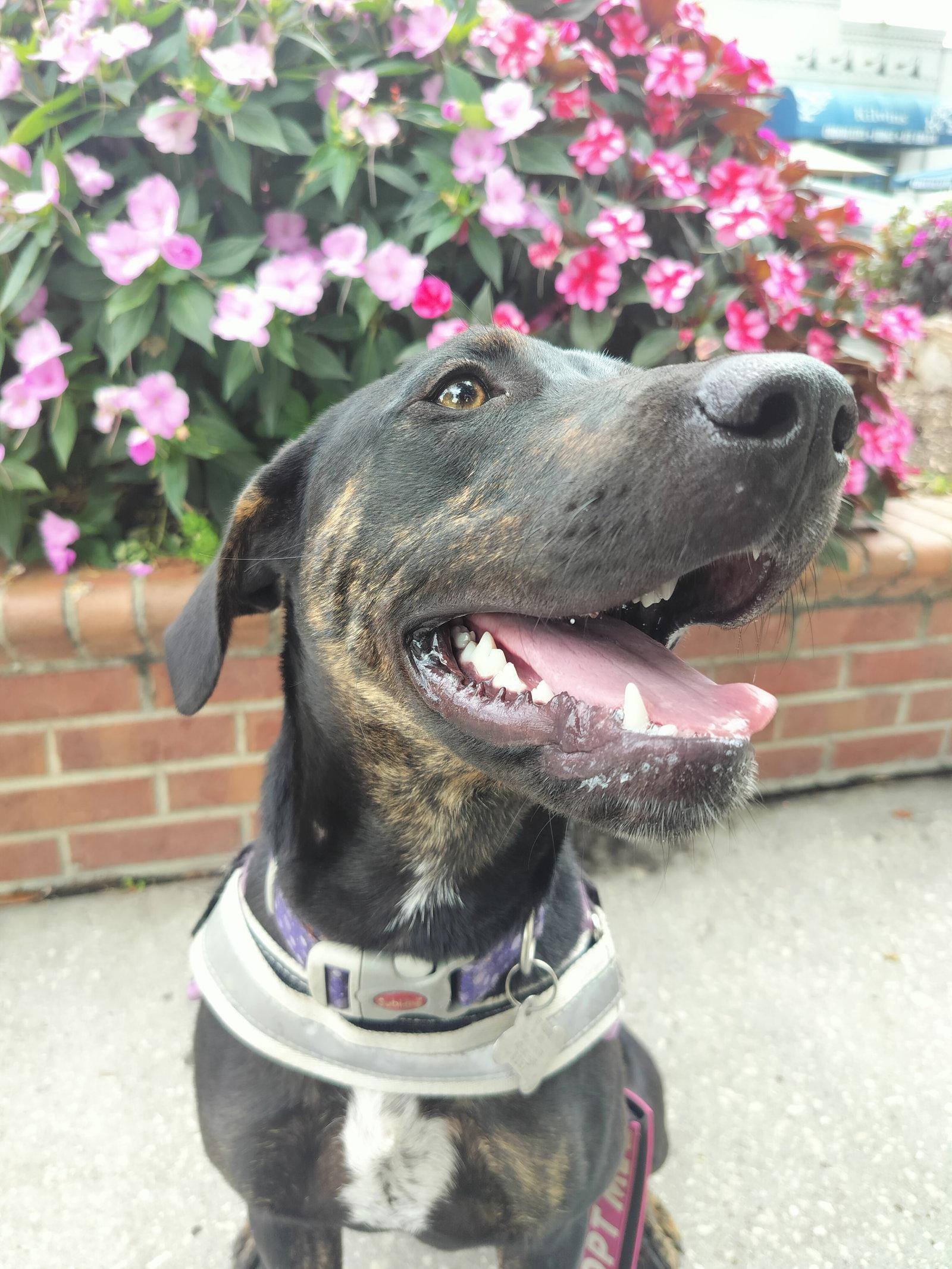 Saoirse Doglando Graduate FH, Adoptable, Young Female Hound & Australian Cattle Dog / Blue Heeler.