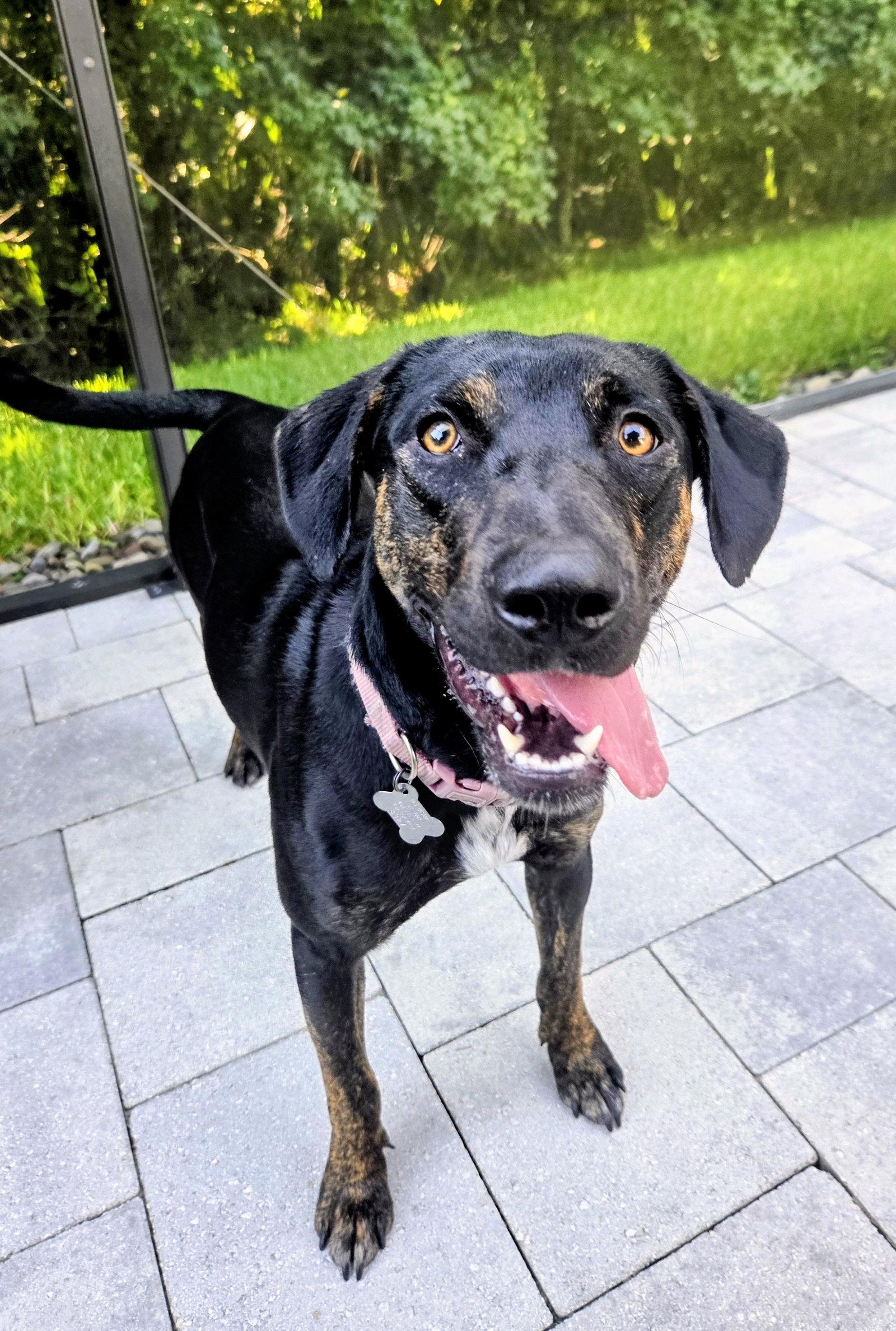 Enlarge Saoirse Doglando Graduate FH, a Adoptable mixed breed in Sanford, FL image 2/3