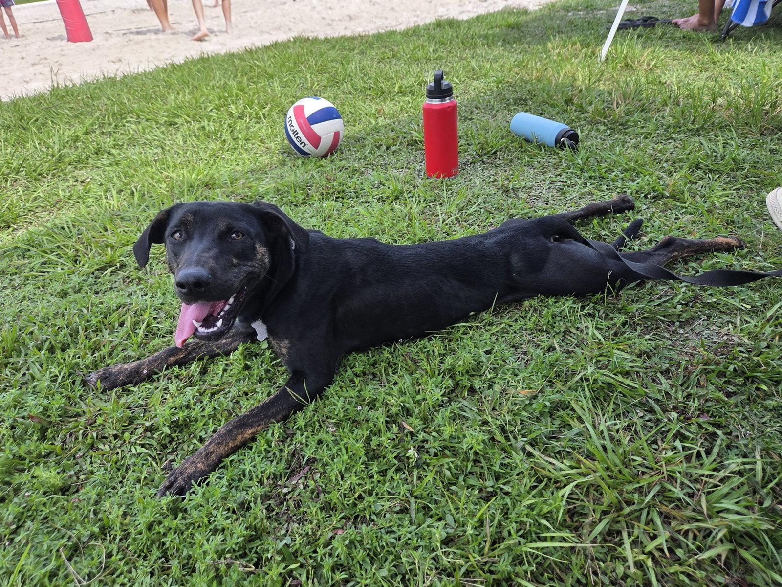Enlarge Saoirse Doglando Graduate FH, a Adoptable mixed breed in Sanford, FL image 3/3