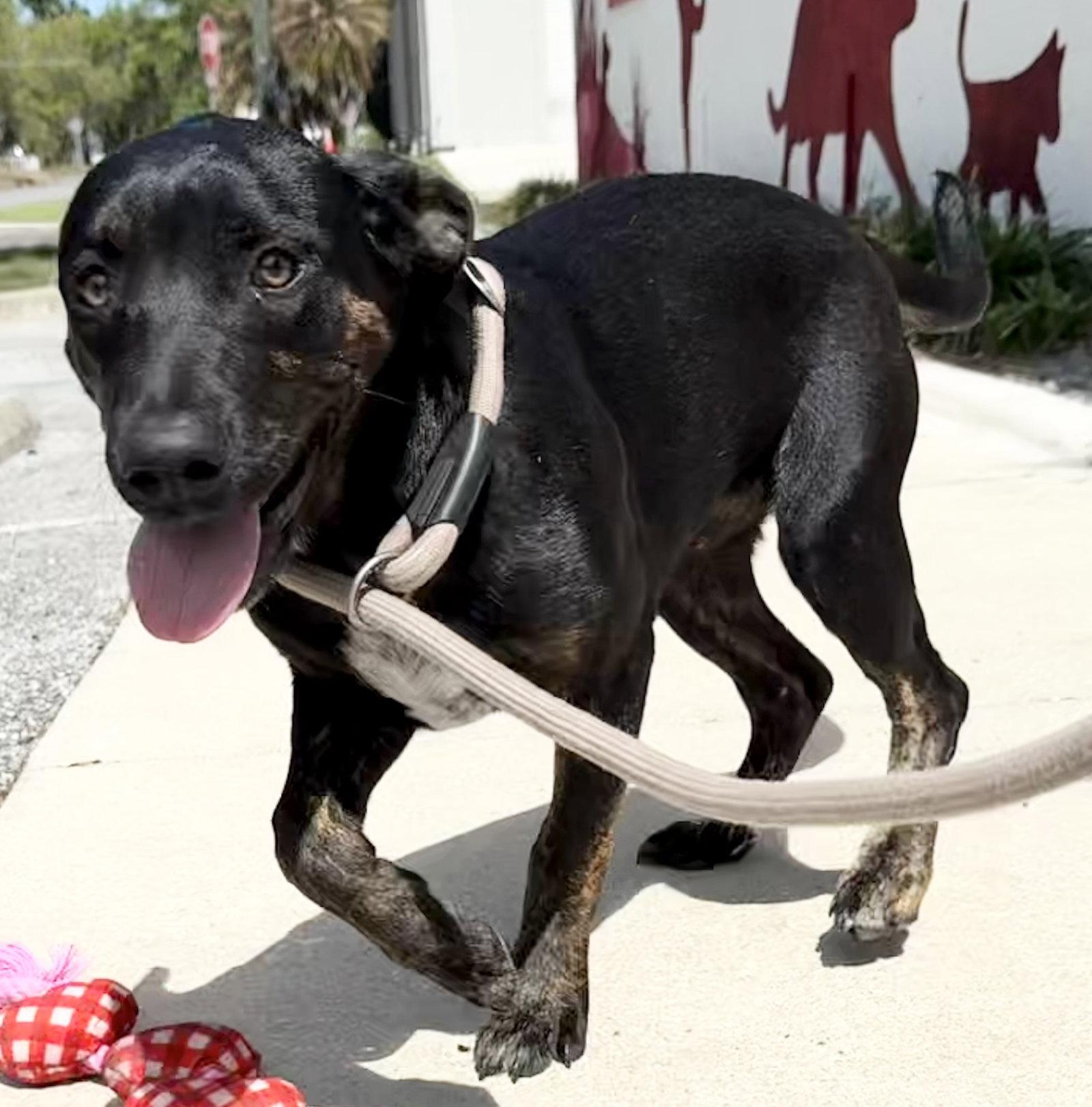 Saoirse, Adoptable, Young Female Hound & Australian Cattle Dog / Blue Heeler.
