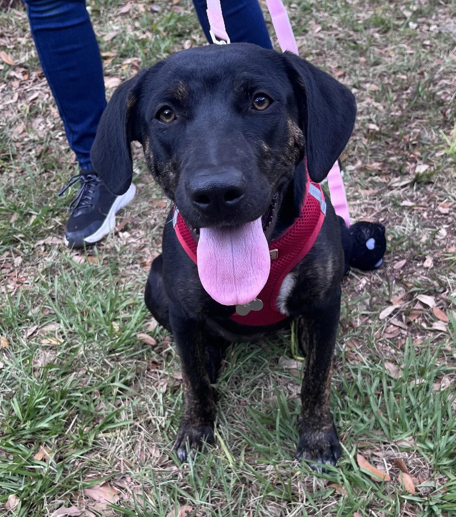 Enlarge Saoirse, a Adoptable mixed breed in Sanford, FL image 2/3