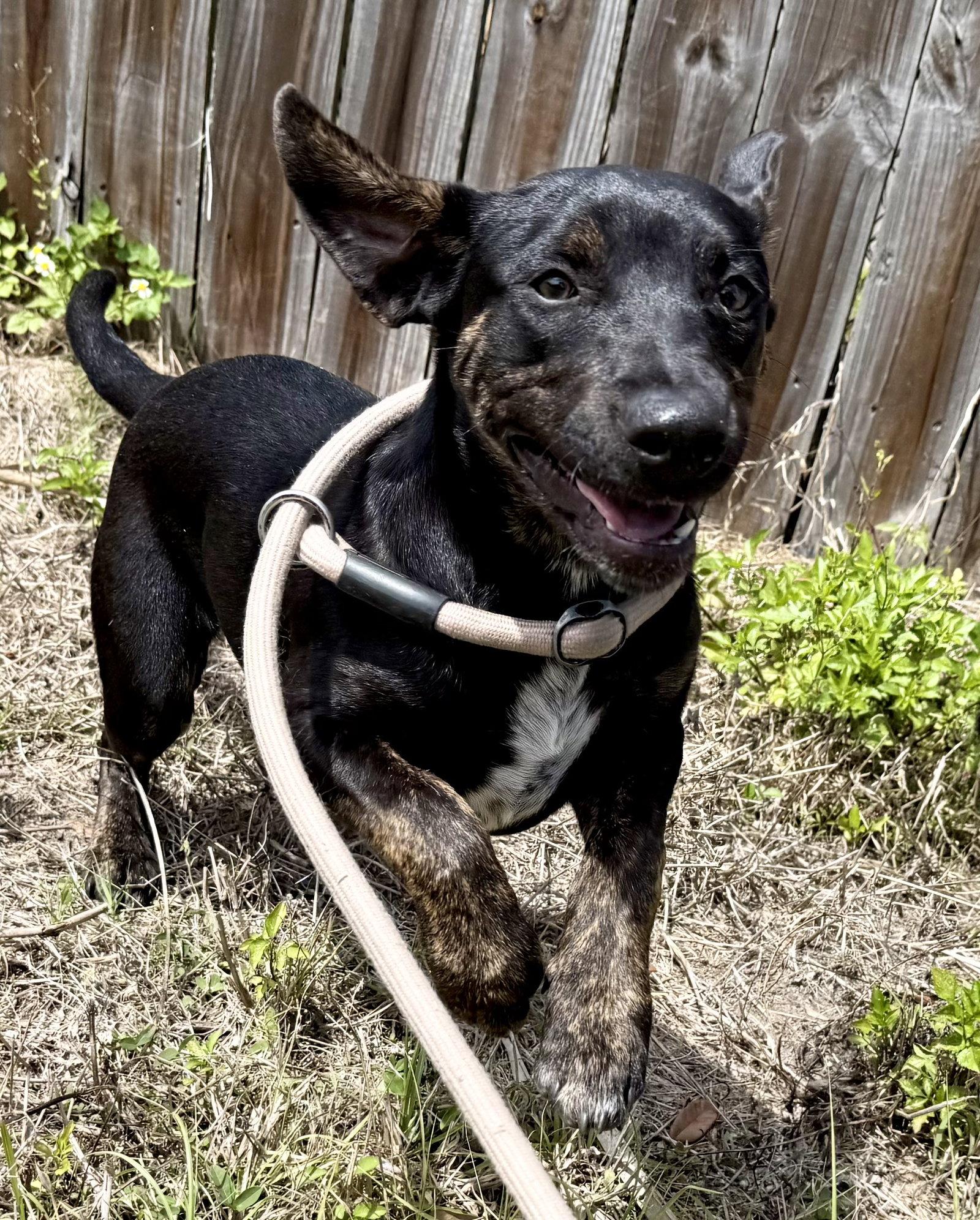 Enlarge Saoirse, a Adoptable mixed breed in Sanford, FL image 3/3