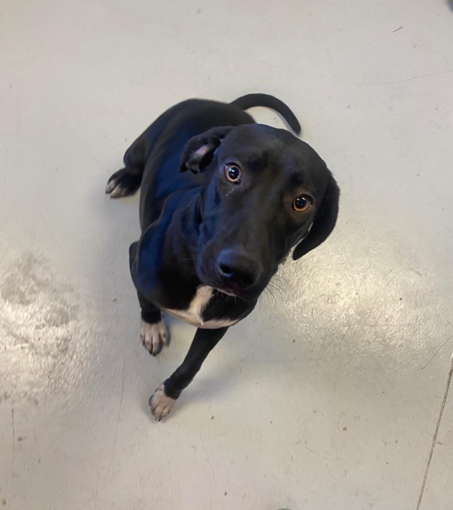 Jackson, a Adoptable Labrador Retriever in Greenwood, MS image 1/2