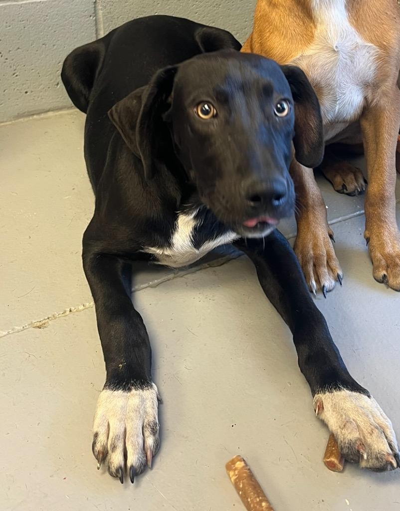 Jackson, a Adoptable Labrador Retriever in Greenwood, MS image 2/2
