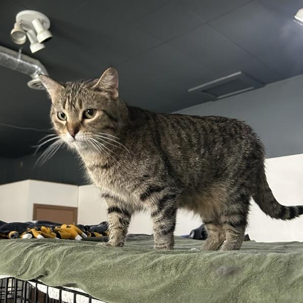 Enlarge Leonard, a Adoptable Domestic Short Hair in Devils Lake, ND image 2/5