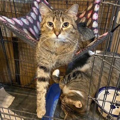 Leonard, a Adoptable Domestic Short Hair in Devils Lake, ND image 4/5