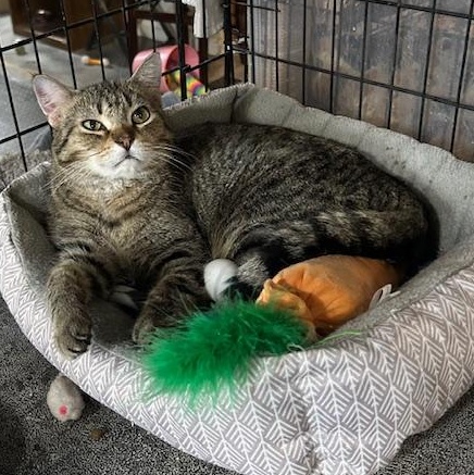 Leonard, a Adoptable Domestic Short Hair in Devils Lake, ND image 1/5