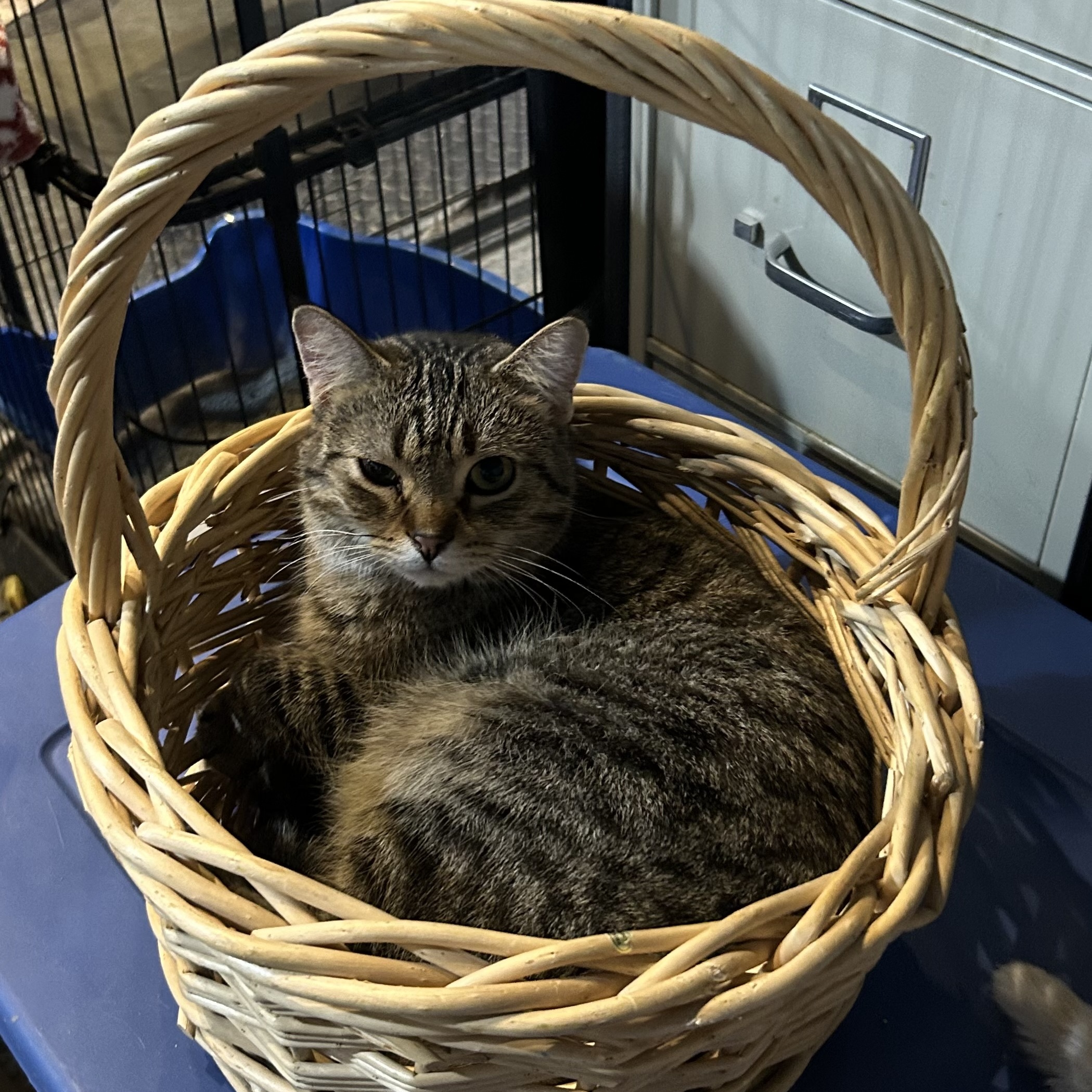 Leonard, a Adoptable Domestic Short Hair in Devils Lake, ND image 3/5