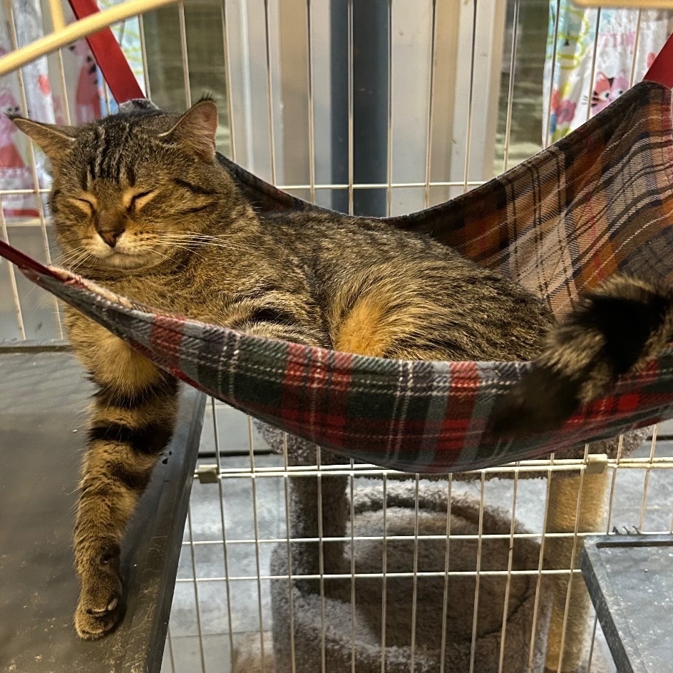 Leonard, a Adoptable Domestic Short Hair in Devils Lake, ND image 2/5