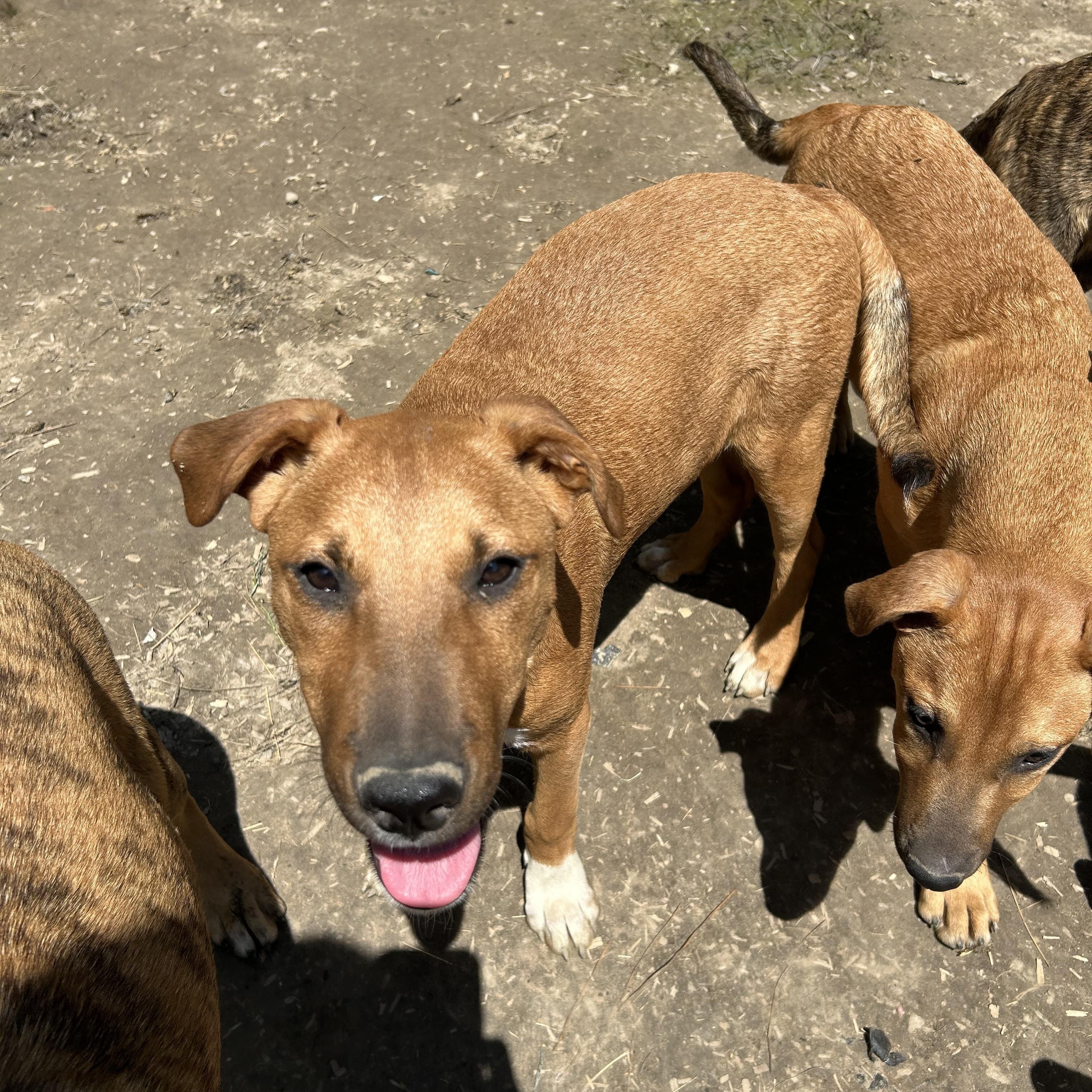 Enlarge Jermaine, a Adoptable mixed breed in Pine Bluff, AR image 1/3