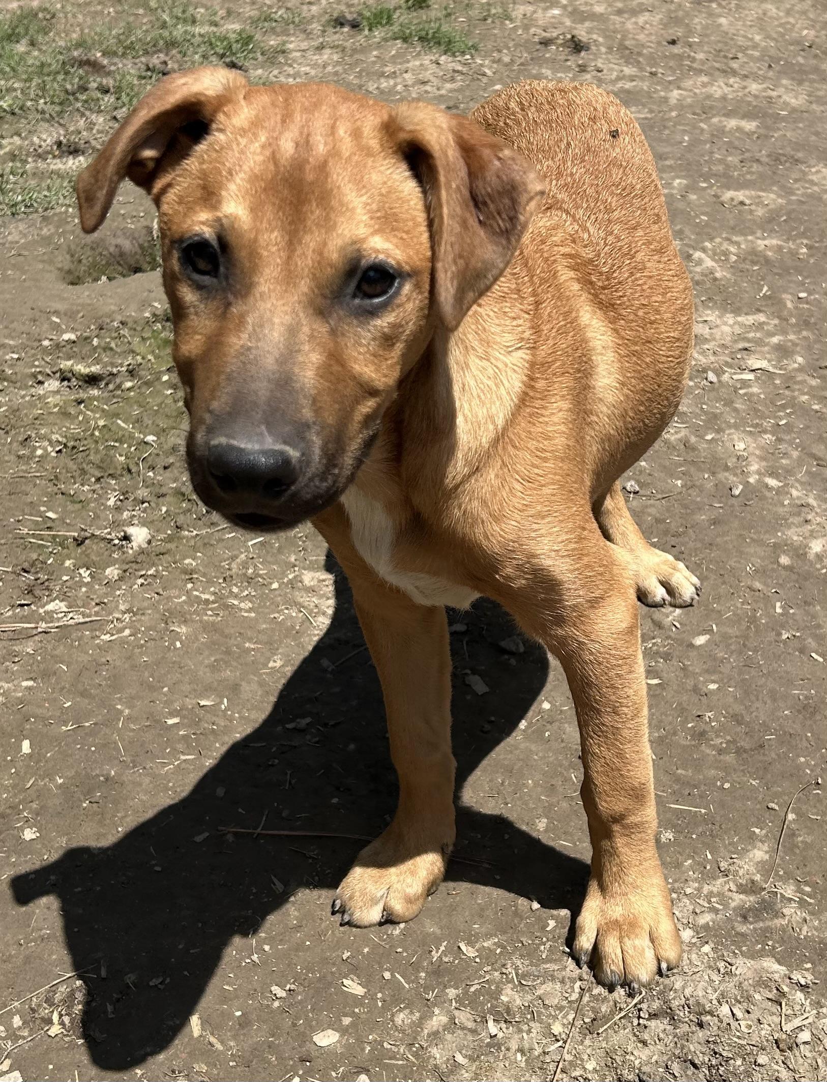 Enlarge Jermaine, a Adoptable mixed breed in Pine Bluff, AR image 3/3