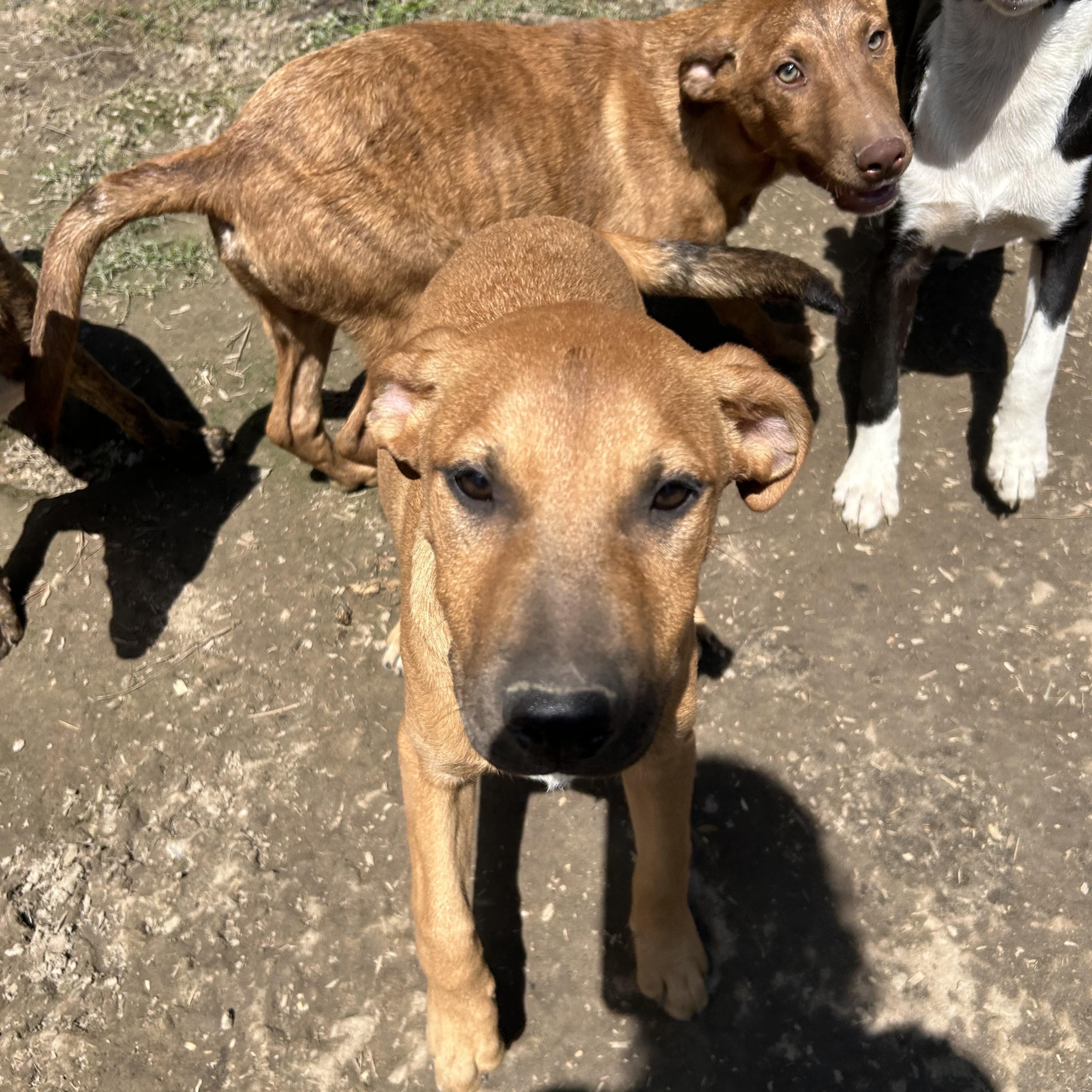 Enlarge Jermaine, a Adoptable mixed breed in Pine Bluff, AR image 2/3
