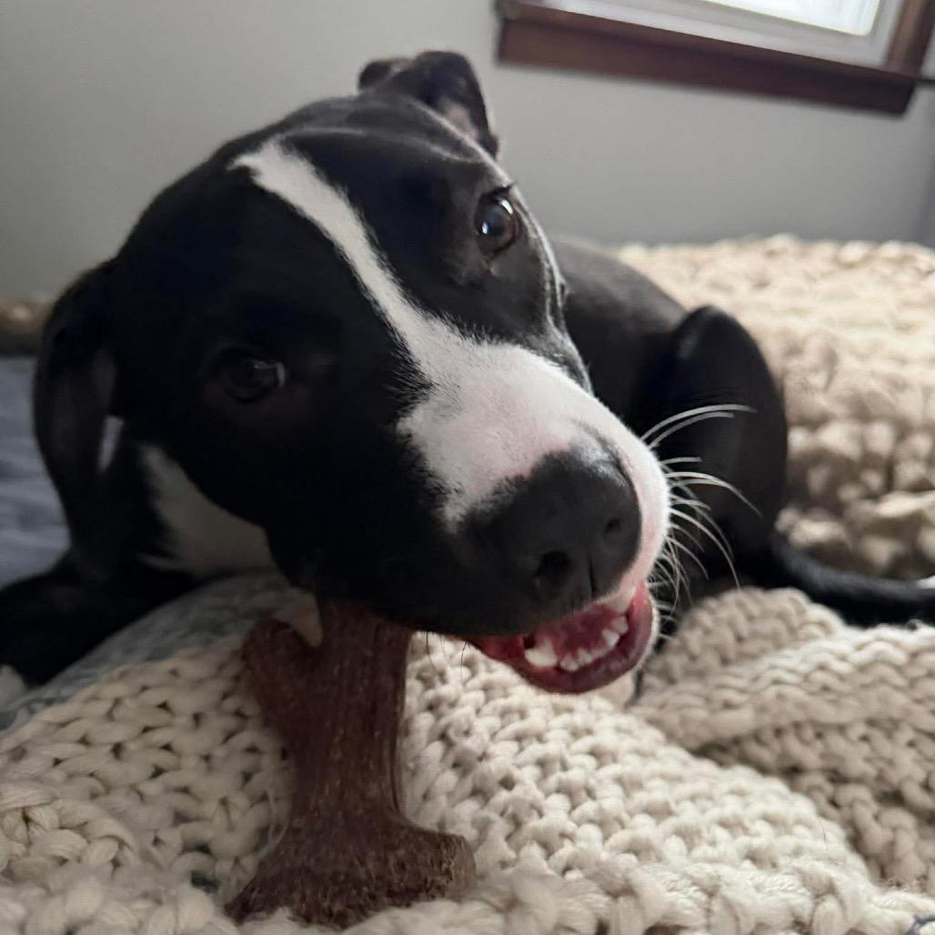 Dale, Adoptable, Puppy Male Pit Bull Terrier.