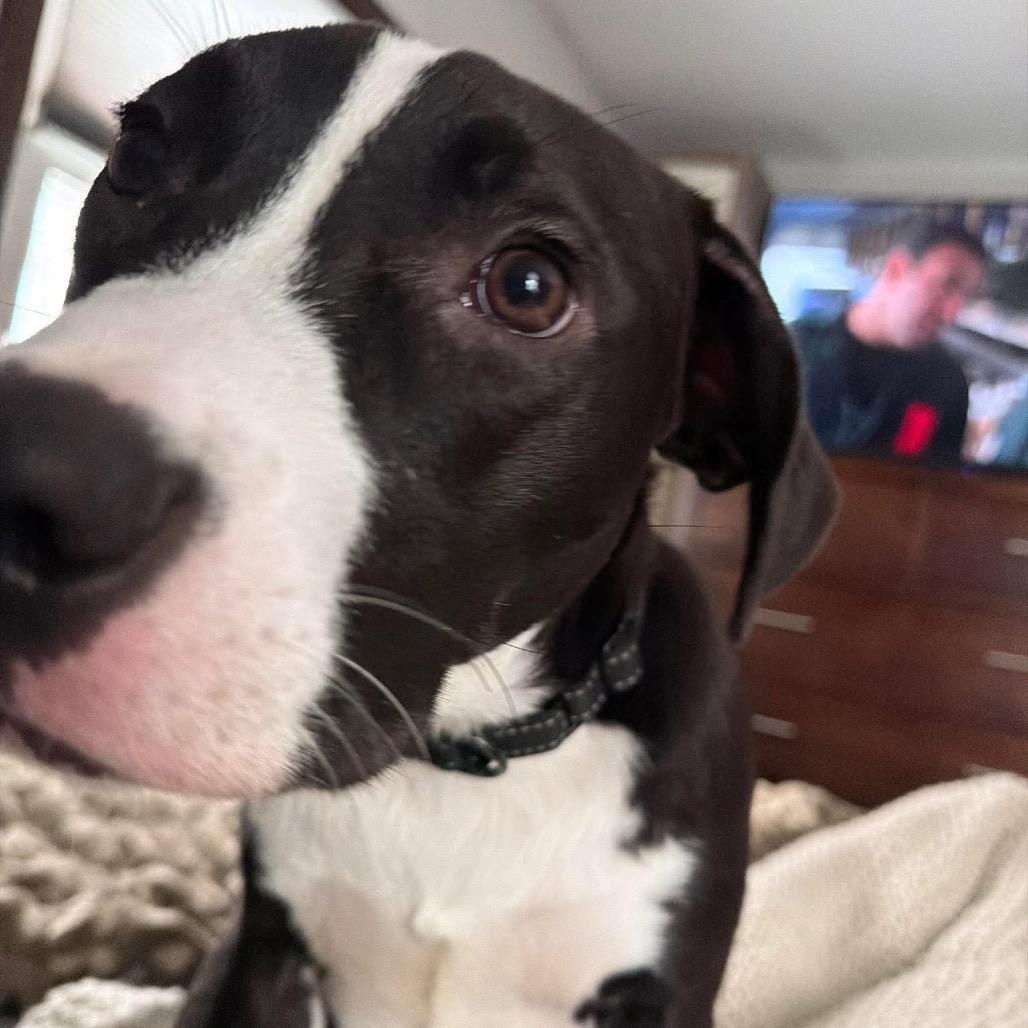 Enlarge Dale, a Adoptable Pit Bull Terrier in Sauk Rapids, MN image 2/6