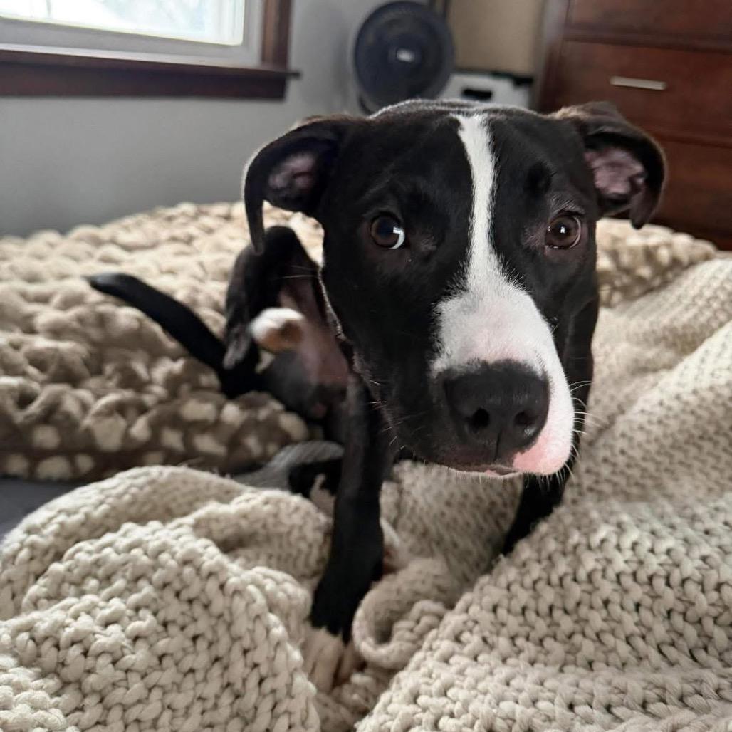 Enlarge Dale, a Adoptable Pit Bull Terrier in Sauk Rapids, MN image 4/6