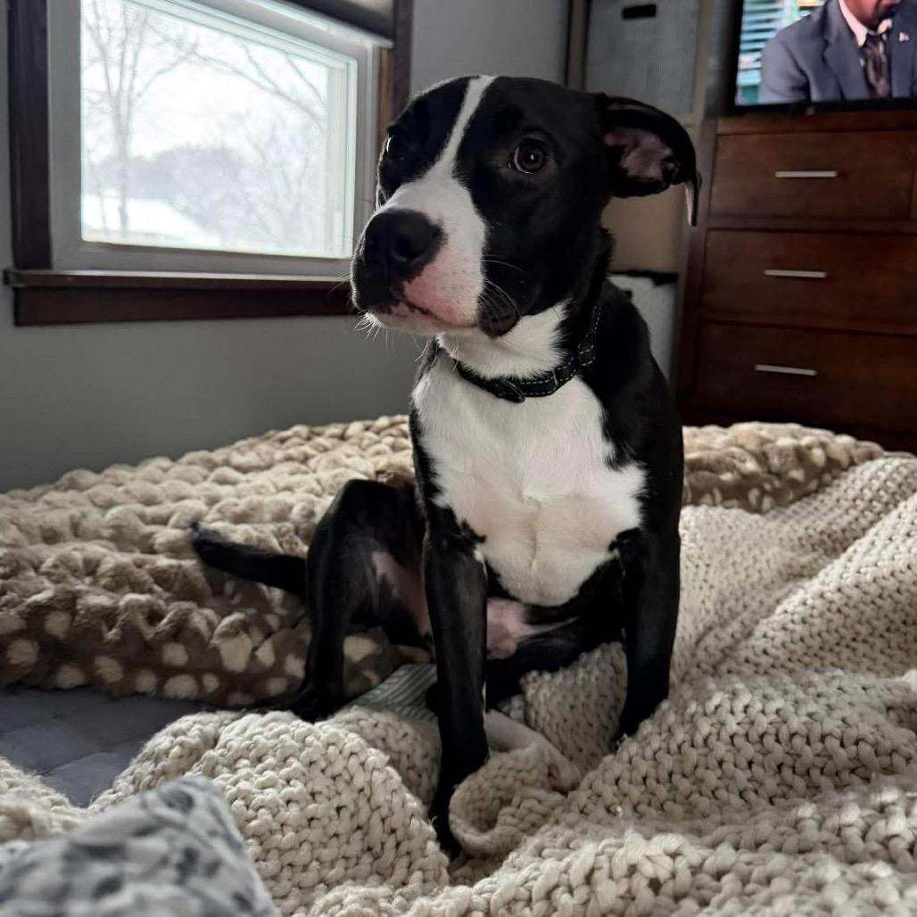 Enlarge Dale, a Adoptable Pit Bull Terrier in Sauk Rapids, MN image 6/6