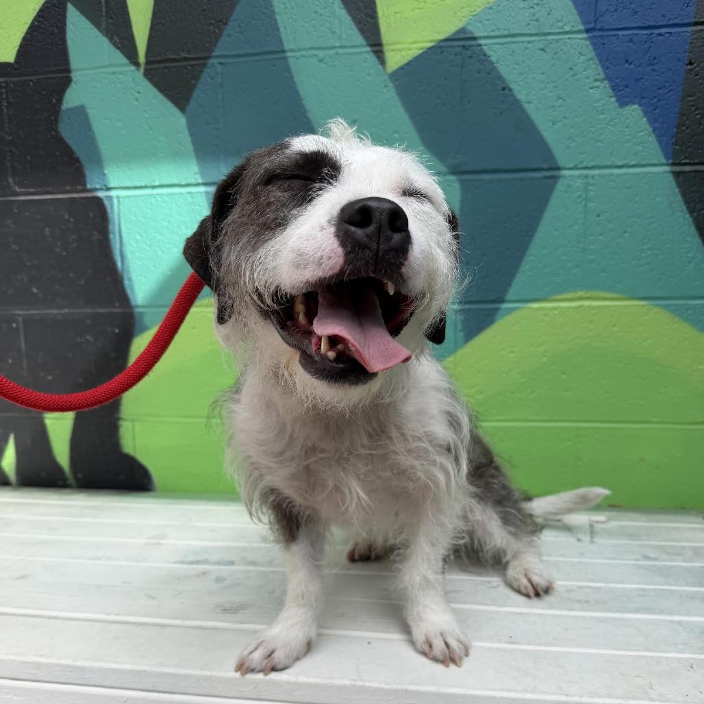 Tiny, Adoptable, Adult Female Terrier & Mixed Breed.