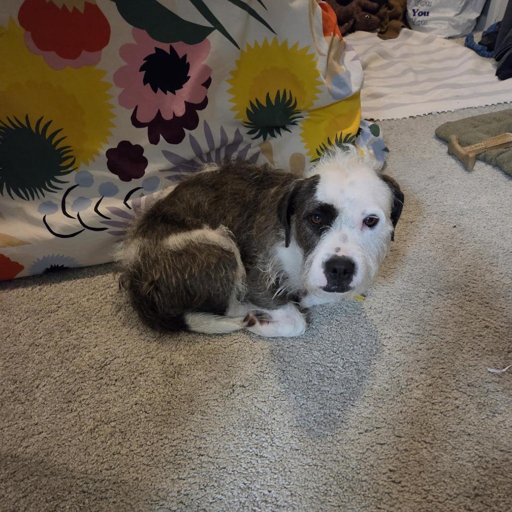Enlarge Tiny, a Adoptable mixed breed in Bellingham, WA image 2/4