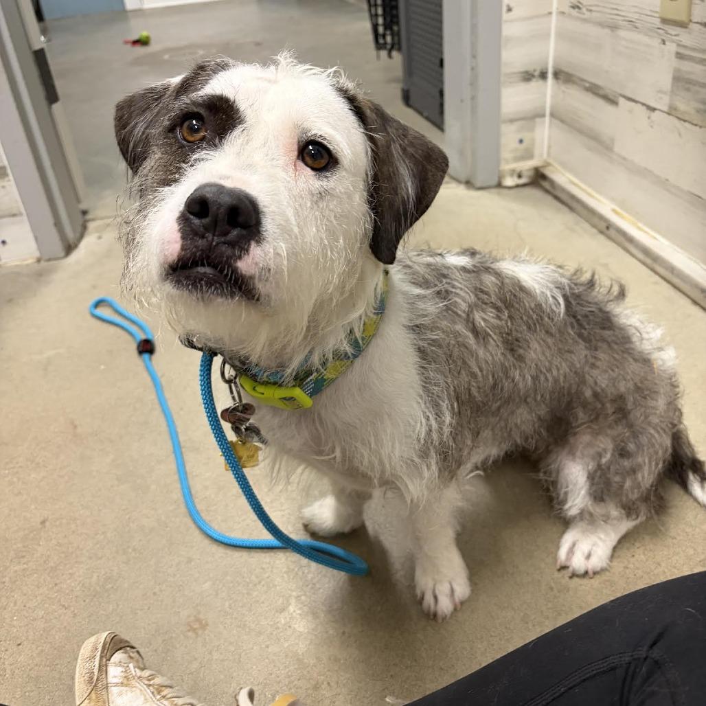 Enlarge Tiny, a Adoptable mixed breed in Bellingham, WA image 4/4